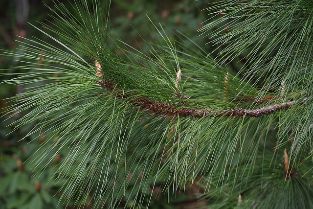 Pin des marais