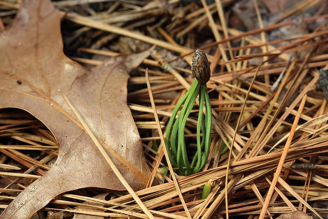 Pin des marais