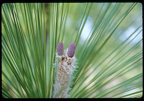 Pin des marais