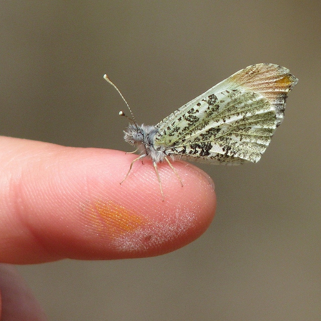 Pin des marais