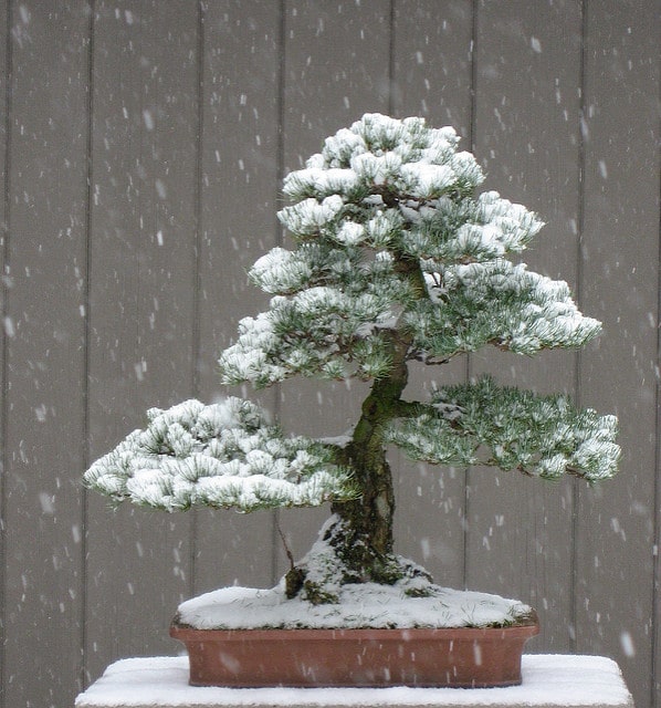 Pin blanc du japon