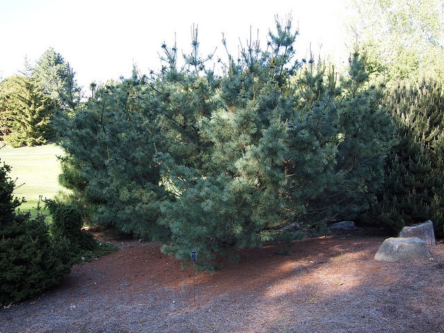 Pin blanc du japon (Pinus parviflora)