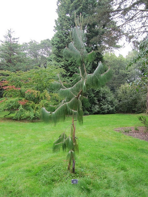 Pinus patula