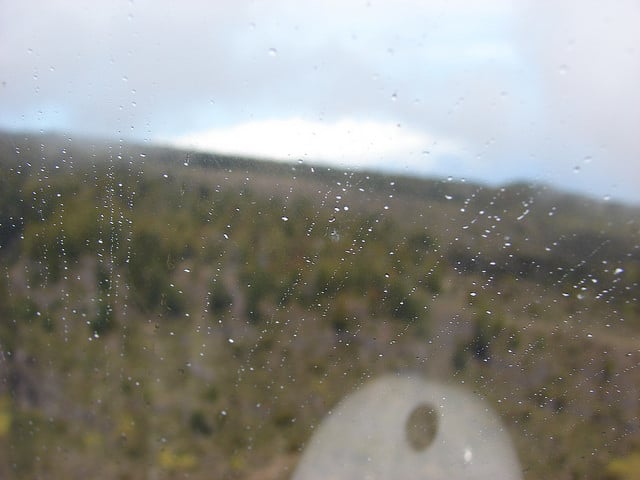 Pinus patula