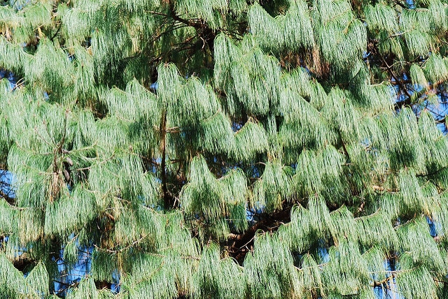 Pinus patula (Pinus patula)