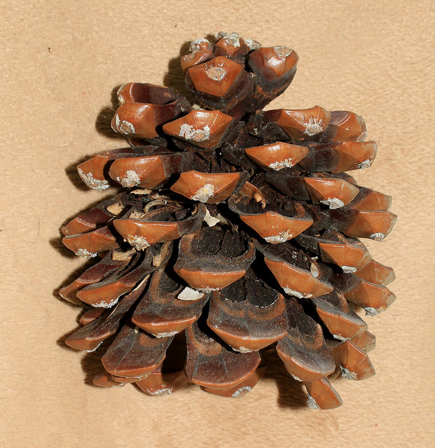 Pin parasol