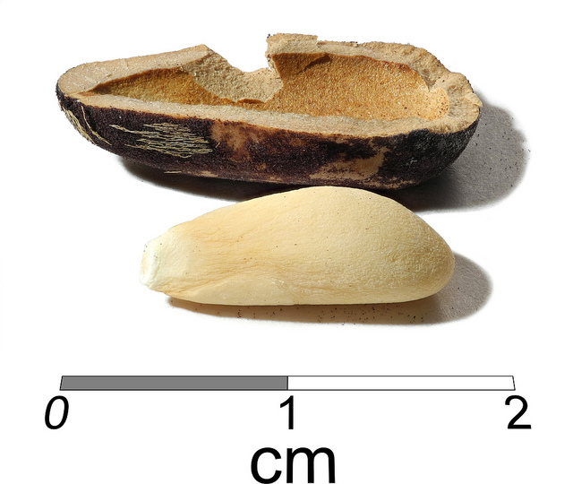 Pin parasol