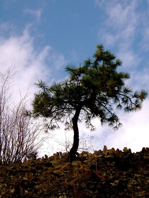 Pin ponderosa