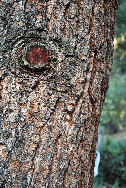 Pin ponderosa