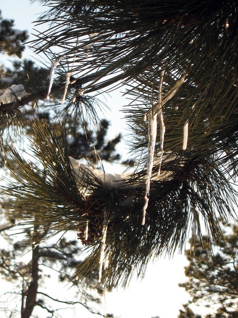 Pin ponderosa