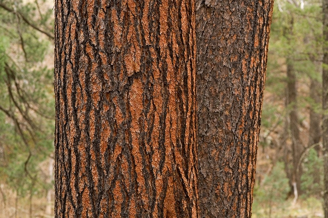 Pin ponderosa