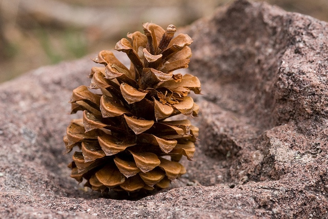 Pin ponderosa (Pinus ponderosa)