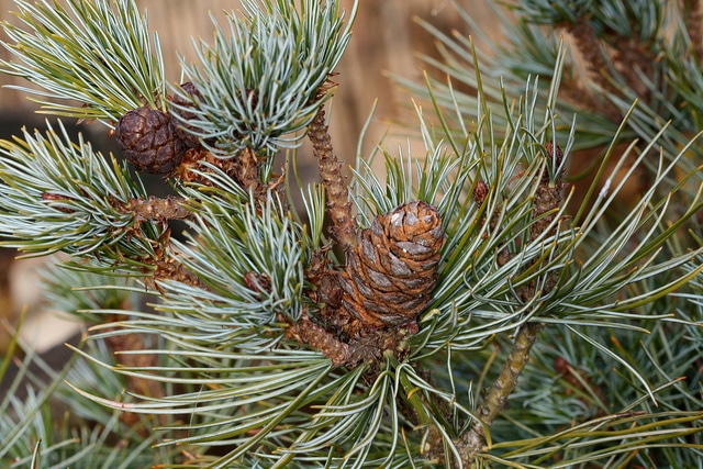 Pinus pumila
