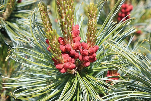 Pinus pumila