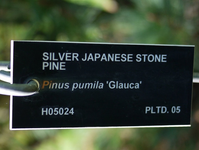 Pinus pumila