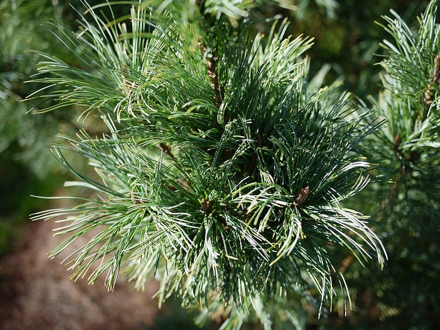 Pinus pumila