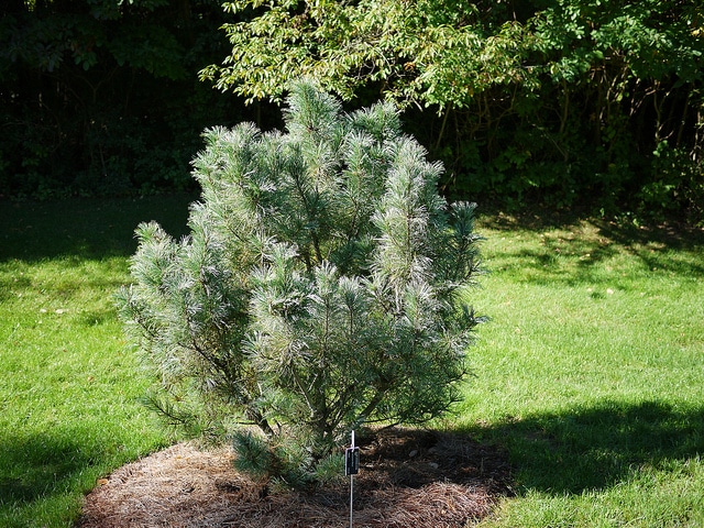 Pinus pumila