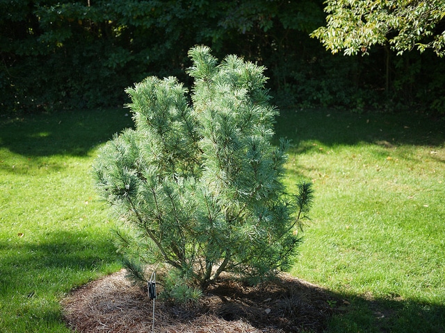 Pinus pumila