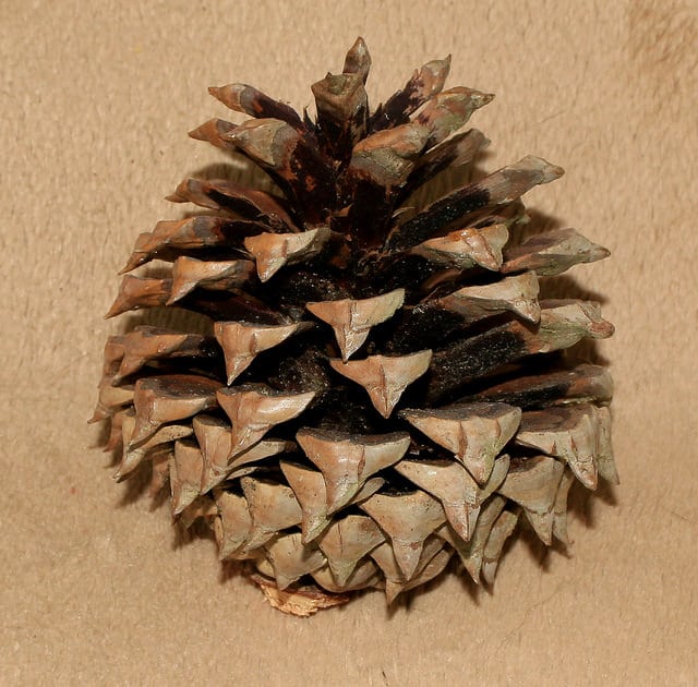 Pinus pungens