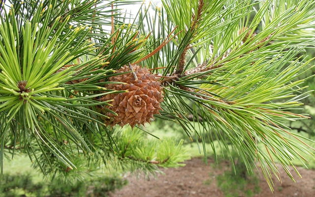 Pinus pungens