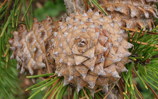 Pinus pungens