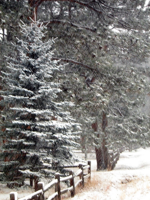 Pinus pungens