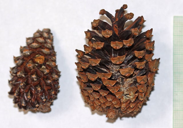 Pinus pungens