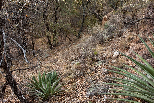 Pinus pungens (Pinus pungens)