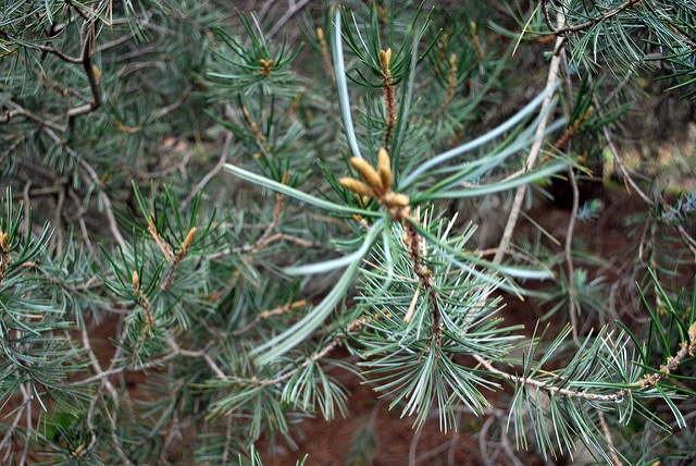 Pinus attenuata