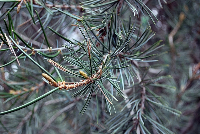 Pinus attenuata