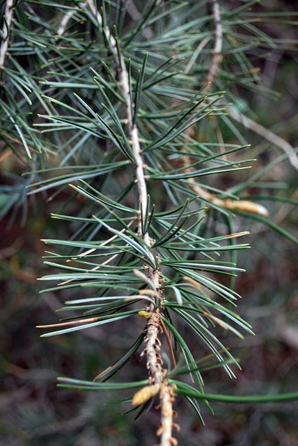 Pinus attenuata
