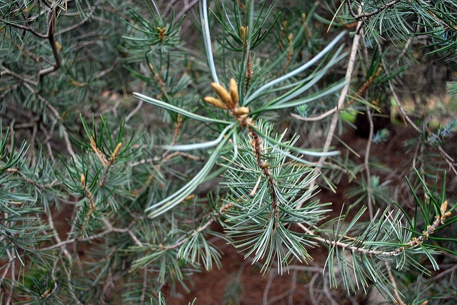 Pinus attenuata