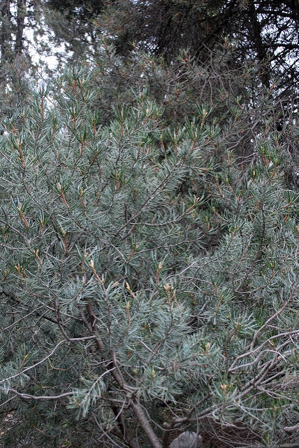 Pinus attenuata