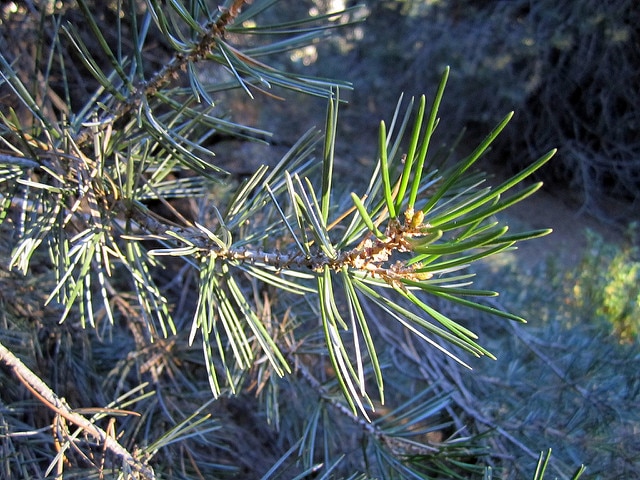 Pinus attenuata (Pinus quadrifolia)