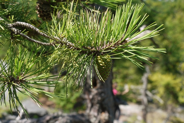 Pin rigide