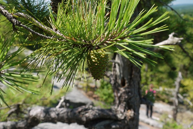 Pin rigide (Pinus rigida)