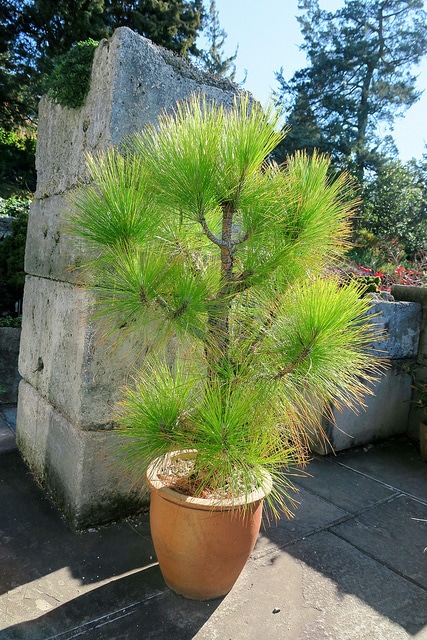 Pinus roxburghii (Pinus roxburghii)