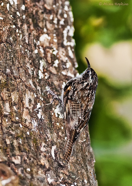 Pinus roxburghii