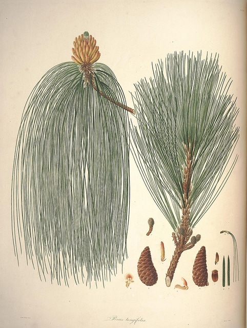 Pinus roxburghii
