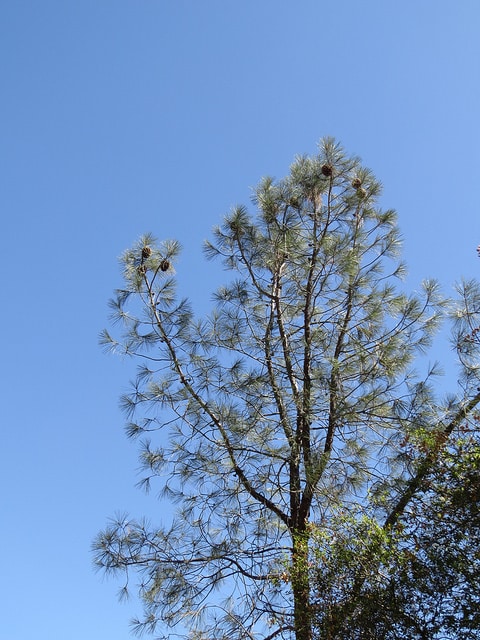 Pinus sabiniana
