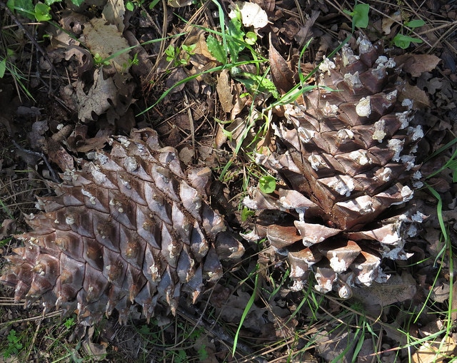 Pinus sabiniana