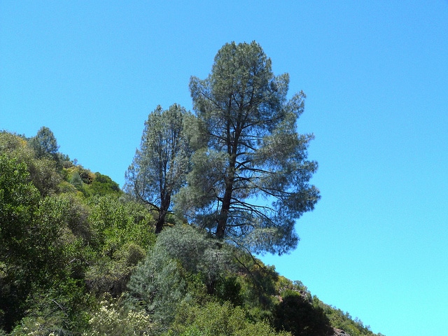Pinus sabiniana