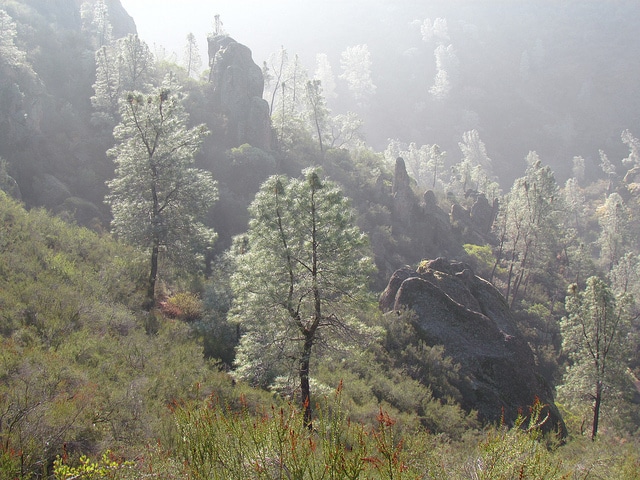 Pinus sabiniana