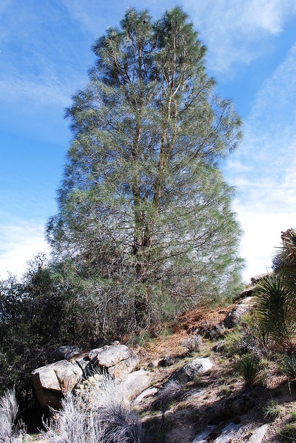 Pinus sabiniana