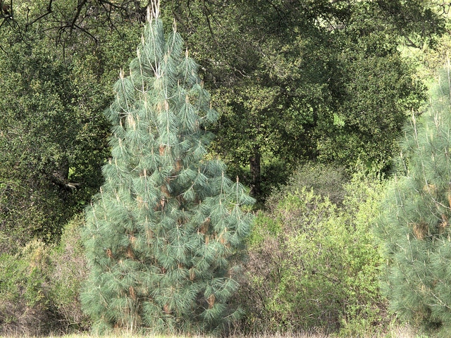 Pinus sabiniana (Pinus sabiniana)