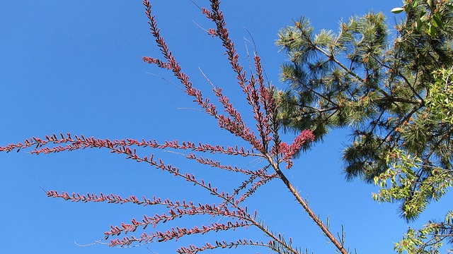 Pinus serotina