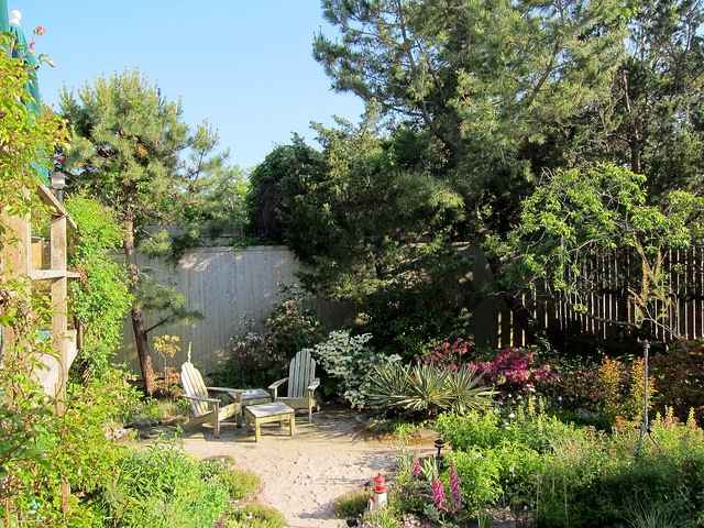 Pinus serotina (Pinus serotina)