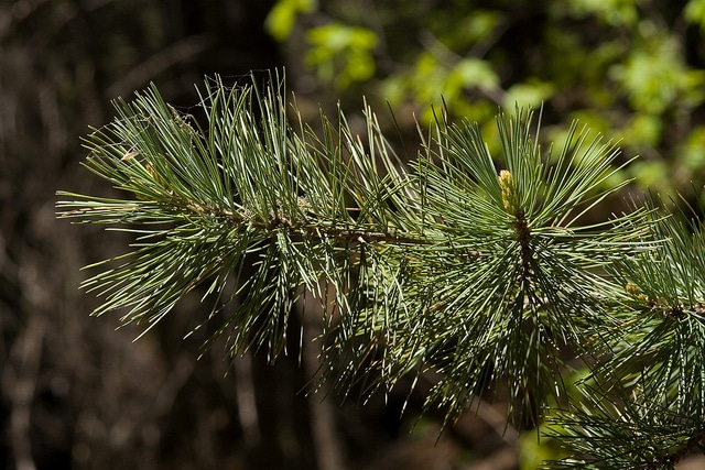 Pin blanc du sud-ouest (Pinus strobiformis)