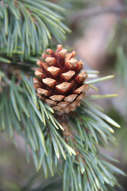 Pin sylvestre