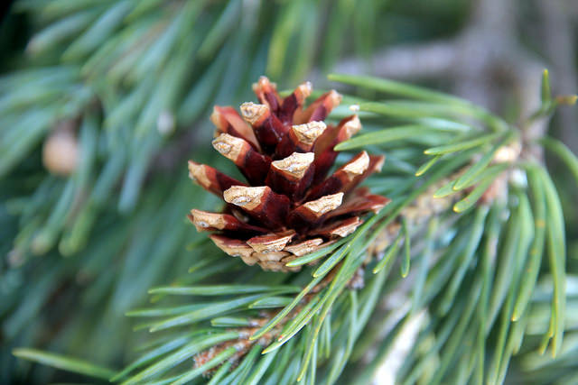 Pin sylvestre